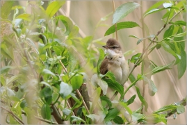 <p>RÁKOSNÍK OBECNÝ (Acrocephalus scirpaceus) Českolipsko ---- /Eurasian reed warbler – Teichrohrsänger/</p>